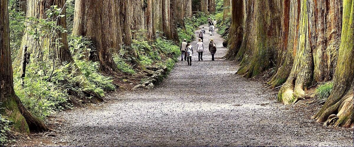 奥社へと続く杉並木。 #Nature