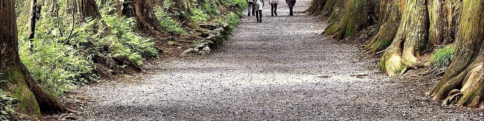 奥社へと続く杉並木。 #Nature