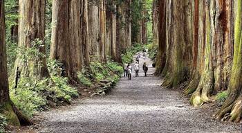 奥社へと続く杉並木。 #Nature