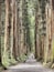 奥社へと続く杉並木。 #Nature