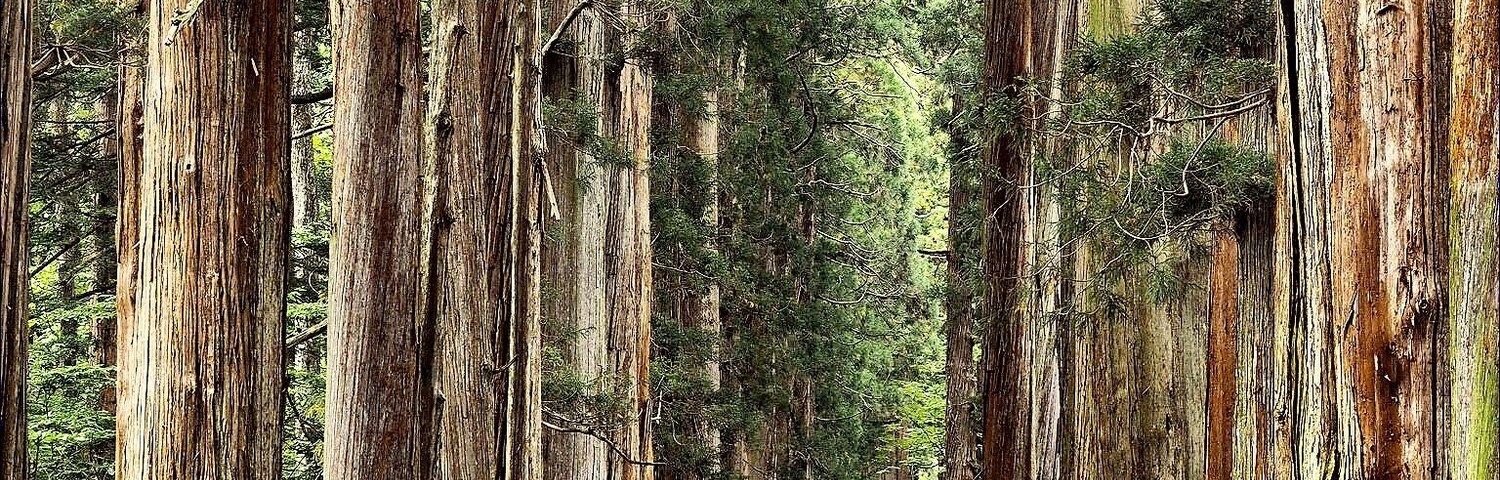 奥社へと続く杉並木。 #Nature