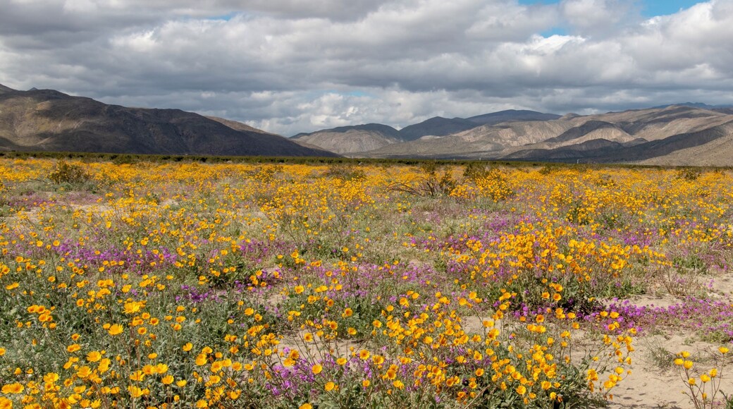 Super Bloom Anza-Borrego State Park California #OnTheRoad #anza-borrego #hiking #nature #outdoors #travel