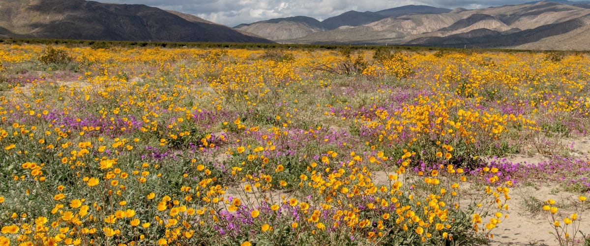 Super Bloom Anza-Borrego State Park California #OnTheRoad #anza-borrego #hiking #nature #outdoors #travel