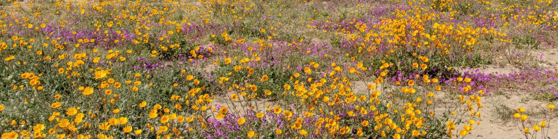 Super Bloom Anza-Borrego State Park California #OnTheRoad #anza-borrego #hiking #nature #outdoors #travel