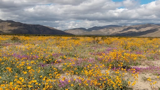 Super Bloom Anza-Borrego State Park California #OnTheRoad #anza-borrego #hiking #nature #outdoors #travel