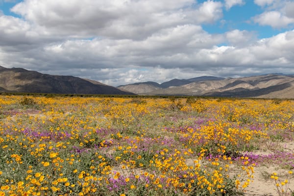 Super Bloom Anza-Borrego State Park California #OnTheRoad #anza-borrego #hiking #nature #outdoors #travel