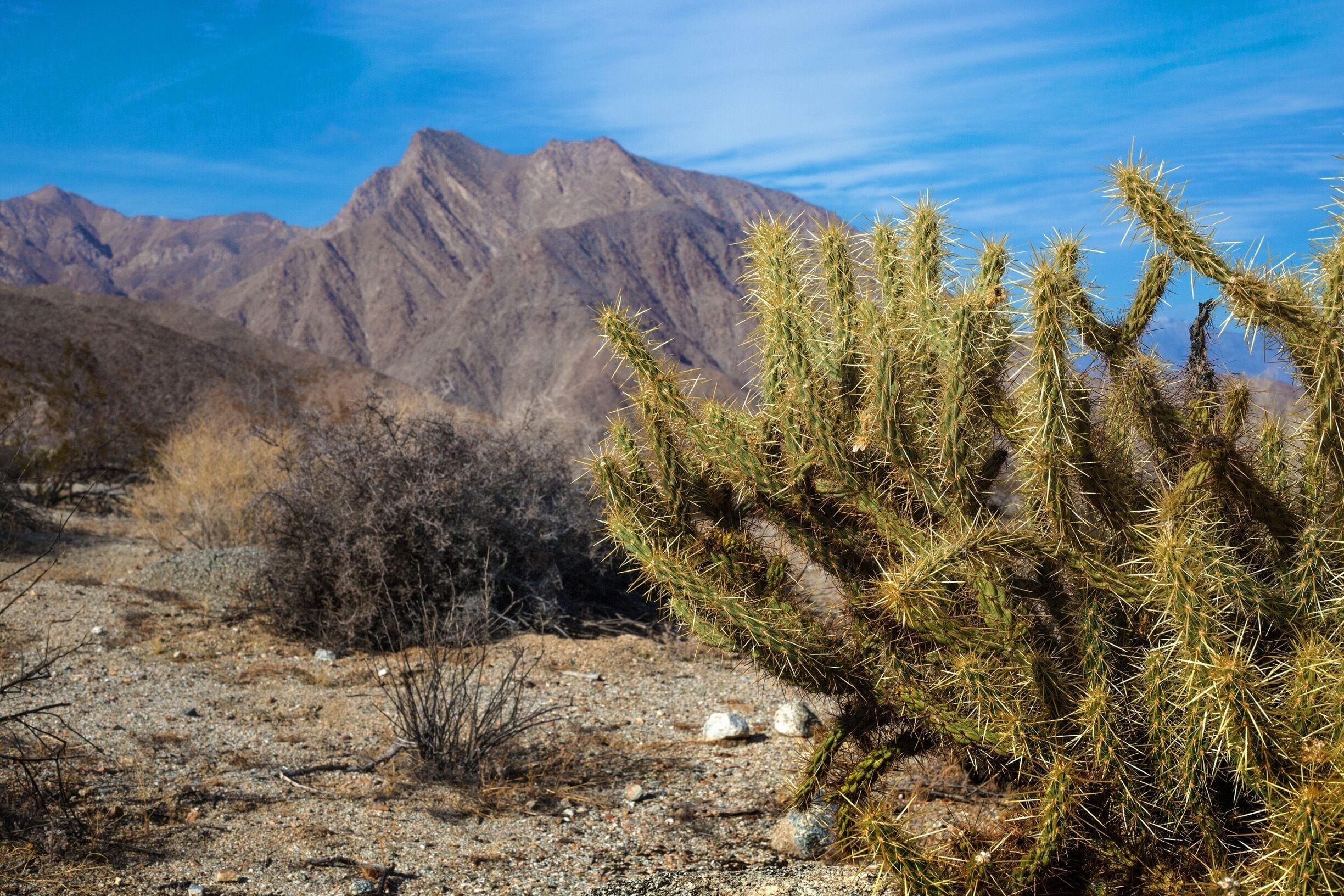 Wild cactus in beautiful California. 