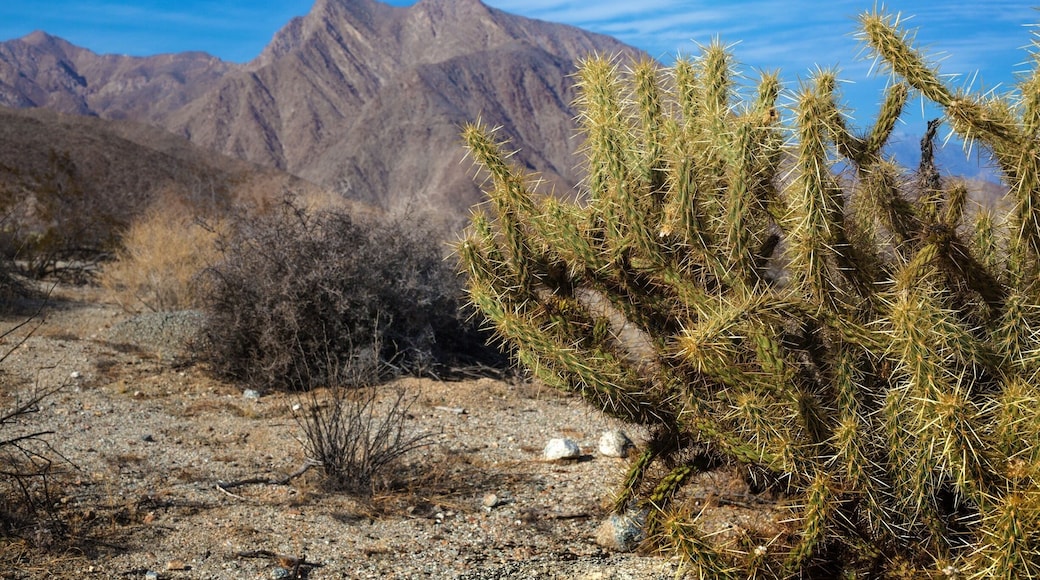 Wild cactus in beautiful California.