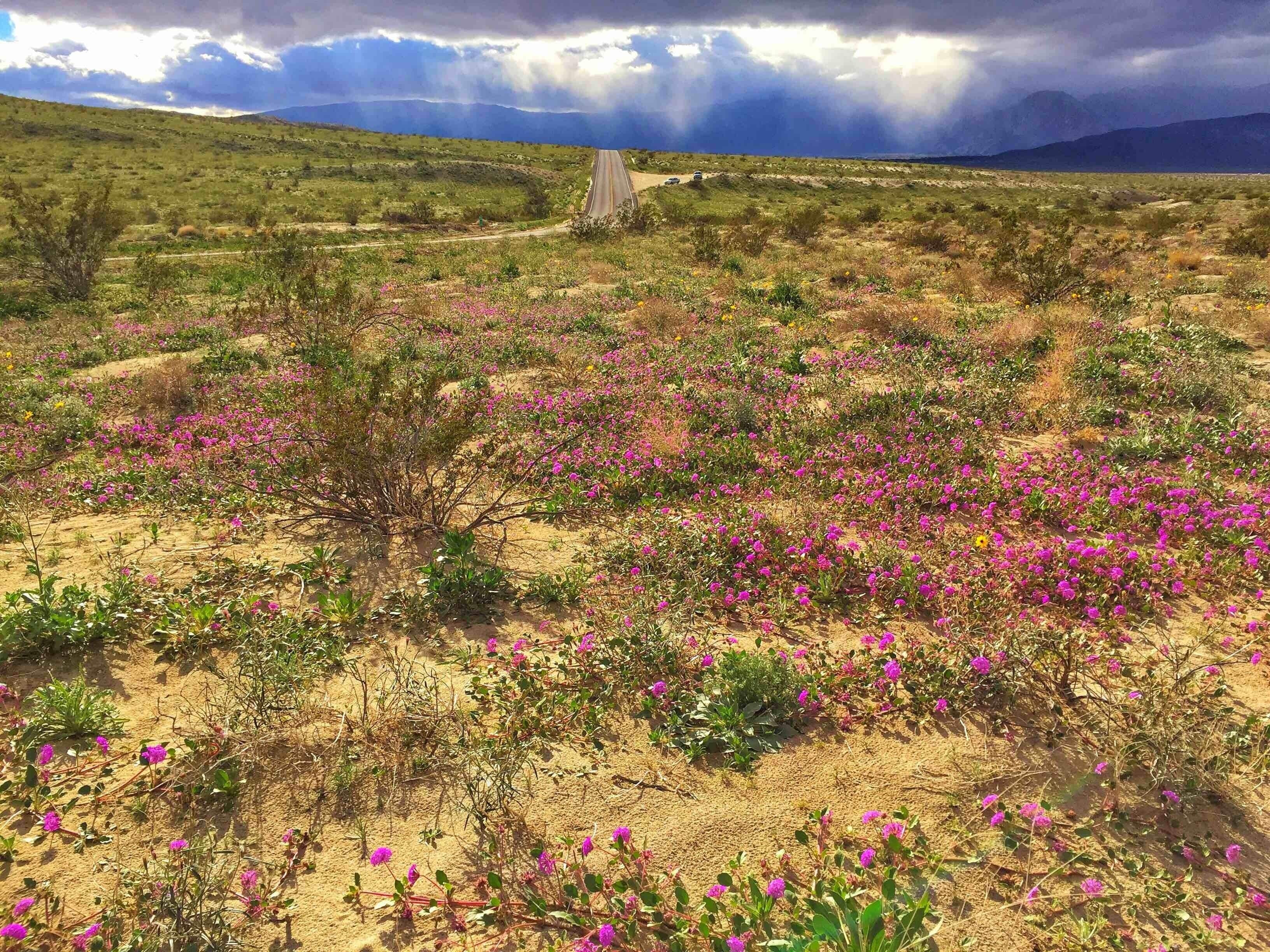 Beautiful desert flowers are starting to emerge after the recent rainfall in California. Seeds that had remained dormant in the parched soil, have suddenly come to life painting the desert floor with a myriad of colors. However, these flowers are short-lived, so enjoy!