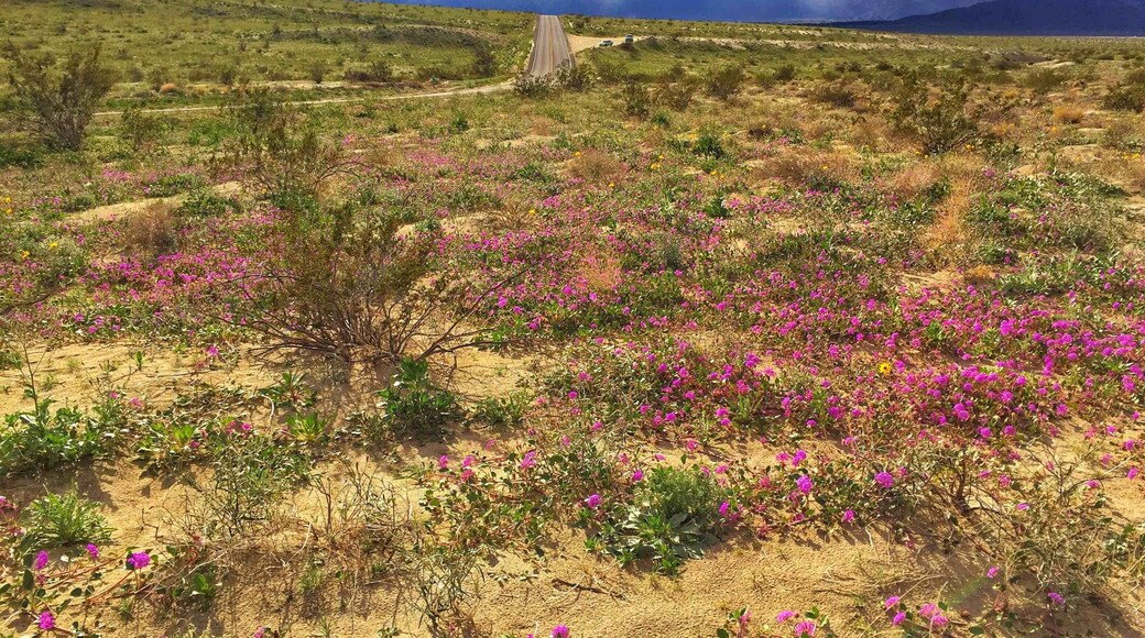 Beautiful desert flowers are starting to emerge after the recent rainfall in California. Seeds that had remained dormant in the parched soil, have suddenly come to life painting the desert floor with a myriad of colors. However, these flowers are short-lived, so enjoy!