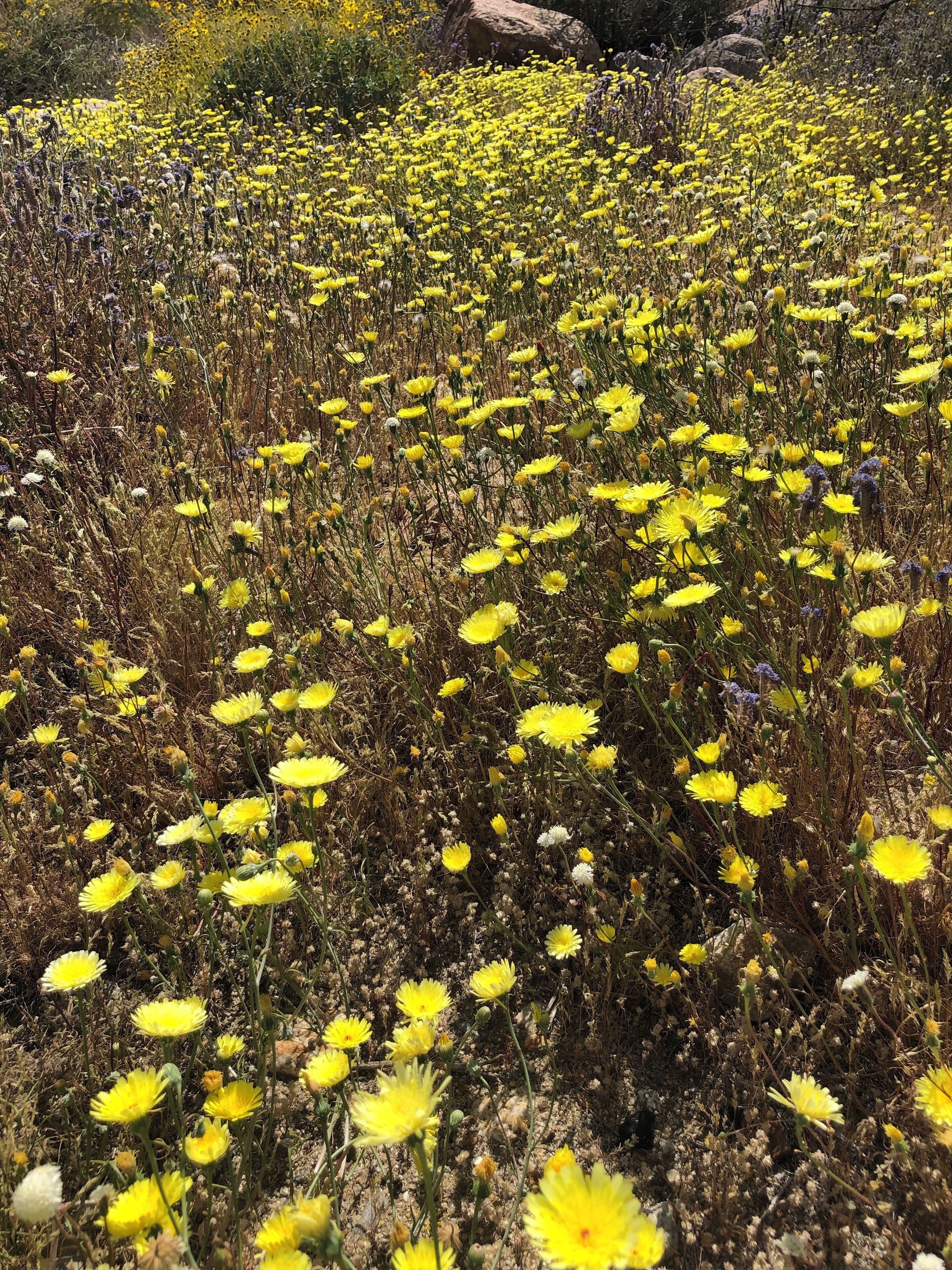 Superbloom #desertflowers #anzaborrego #lifeatexpedia