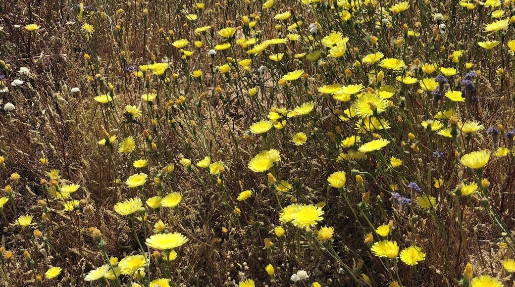 Superbloom #desertflowers #anzaborrego #lifeatexpedia
