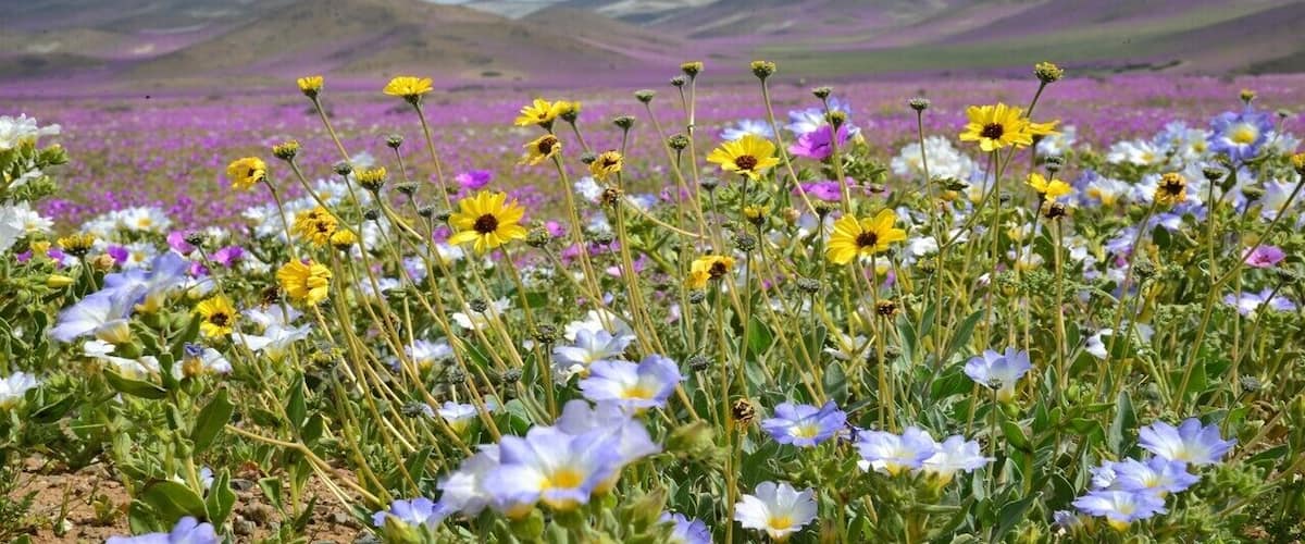 The desert bloom is here