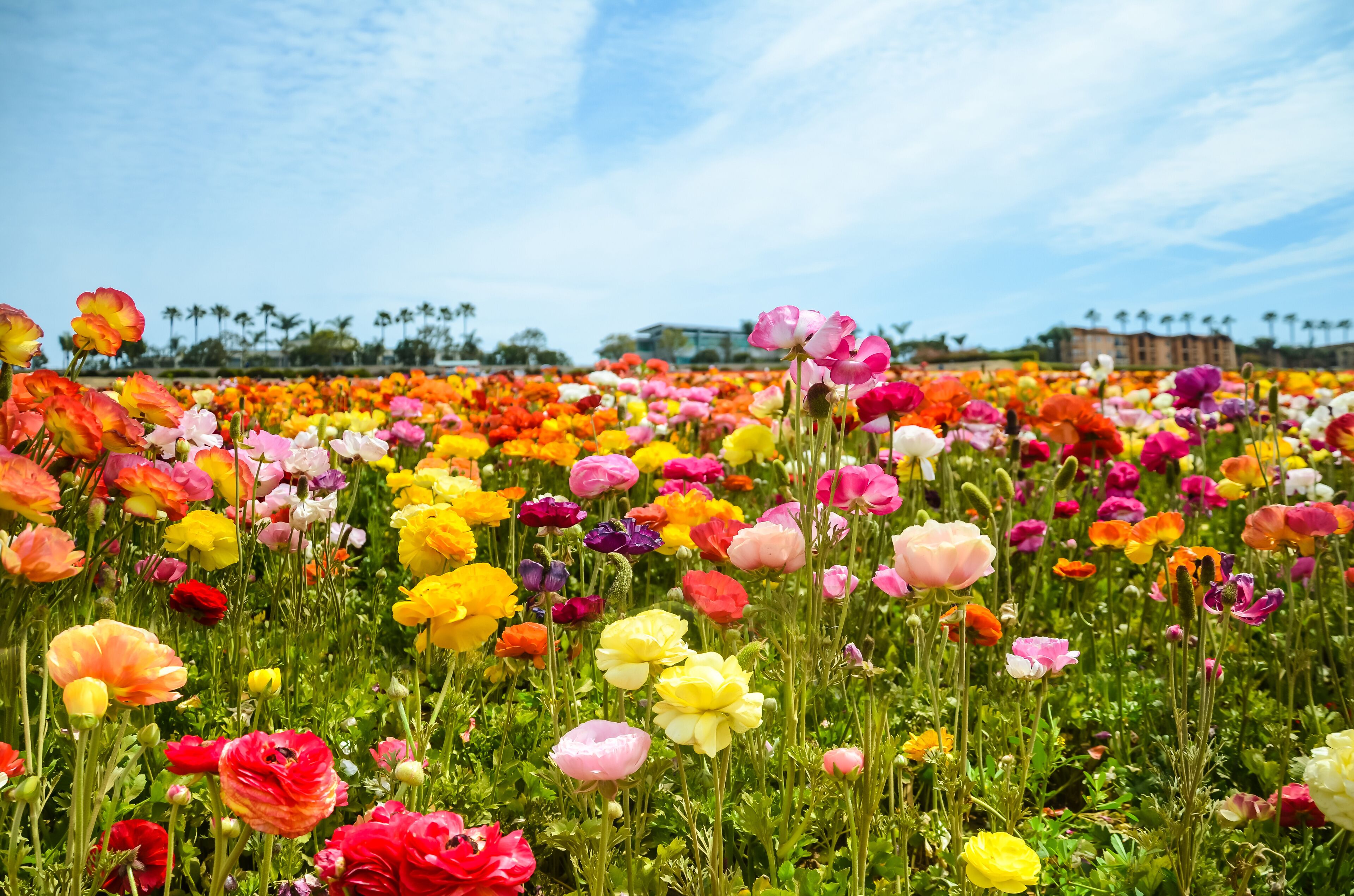 Ranunculus field