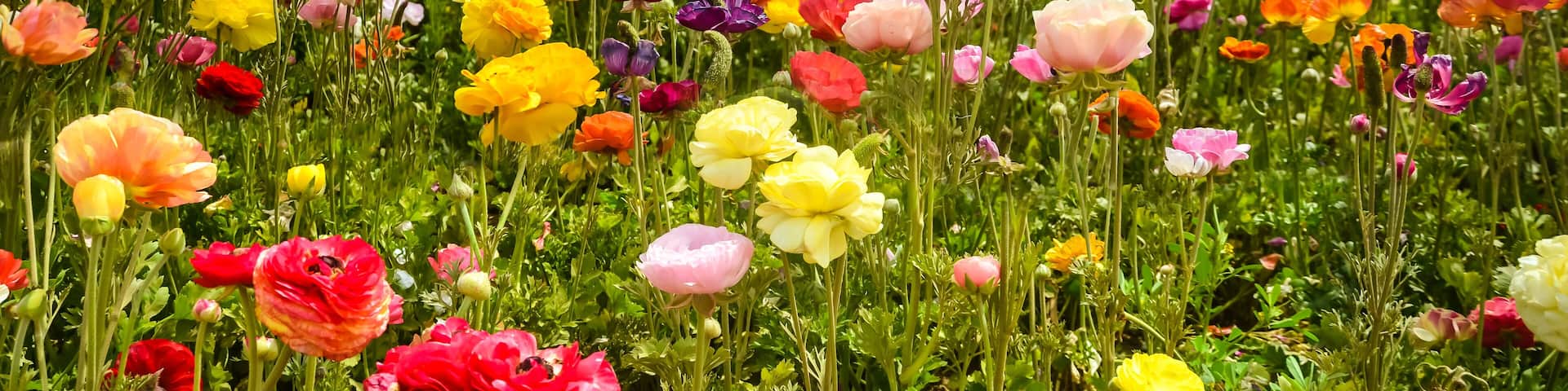 Ranunculus field