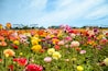 Flower Fields of Carlsbad (champs de fleurs)