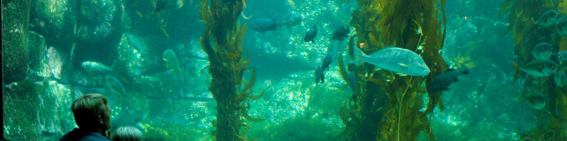 Birch Aquarium showing marine life and interior views