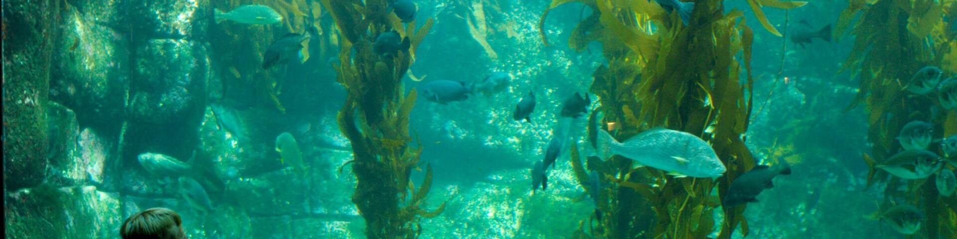Birch Aquarium showing marine life and interior views
