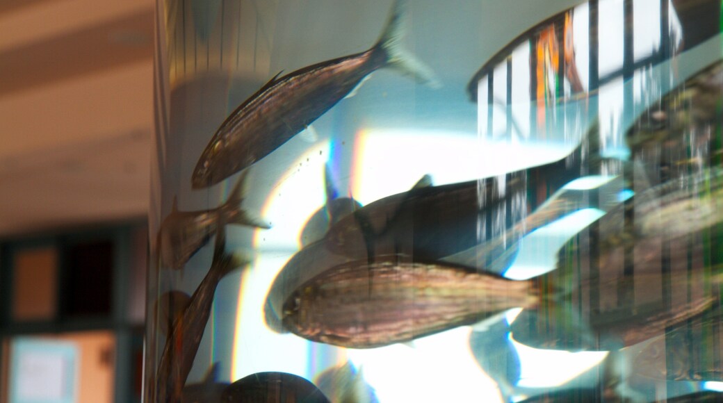 Birch Aquarium featuring marine life