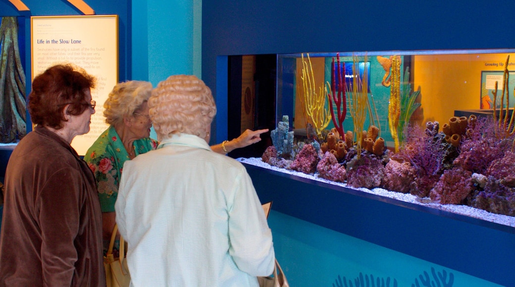 Birch akvarium som viser sjøliv i tillegg til en liten gruppe med mennesker