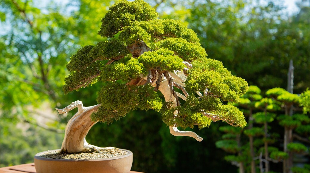 Japanese Friendship Garden featuring a garden