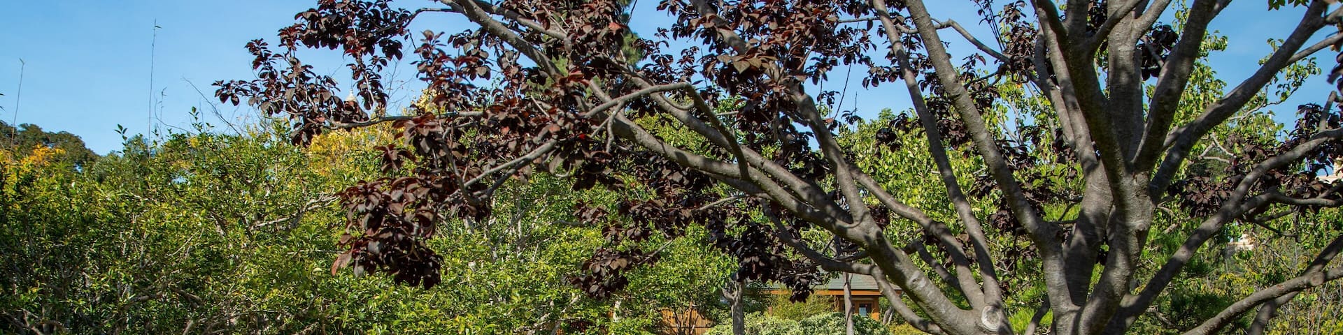Japanese Friendship Garden which includes a park