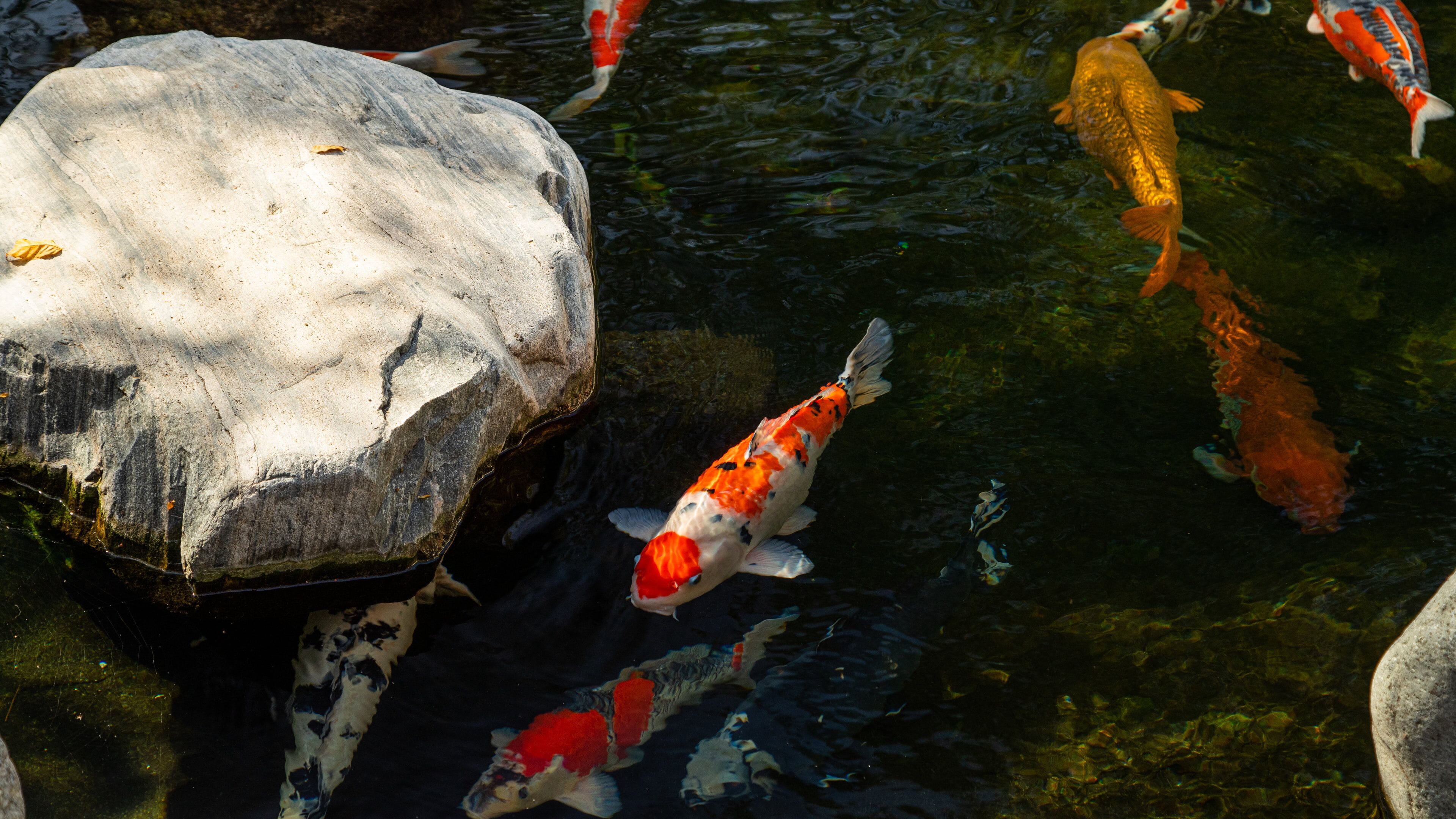 Japanese Friendship Garden featuring marine life and a pond
