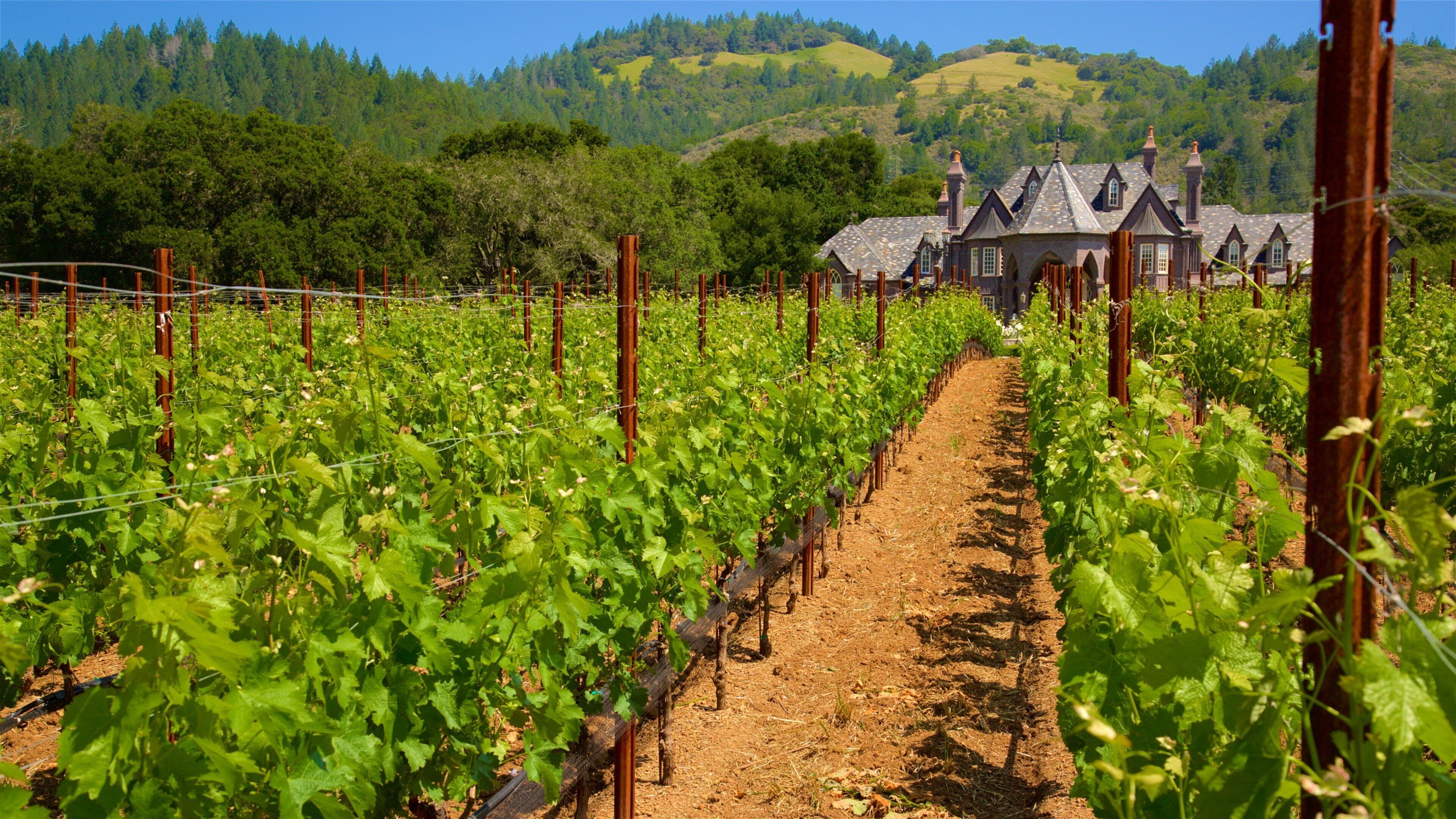Ledson Winery and Vineyards showing tranquil scenes and farmland