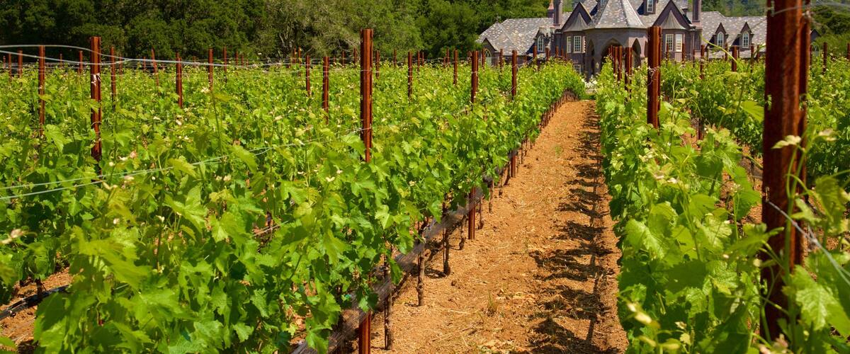 Ledson Winery and Vineyards welches beinhaltet ruhige Szenerie und Farmland