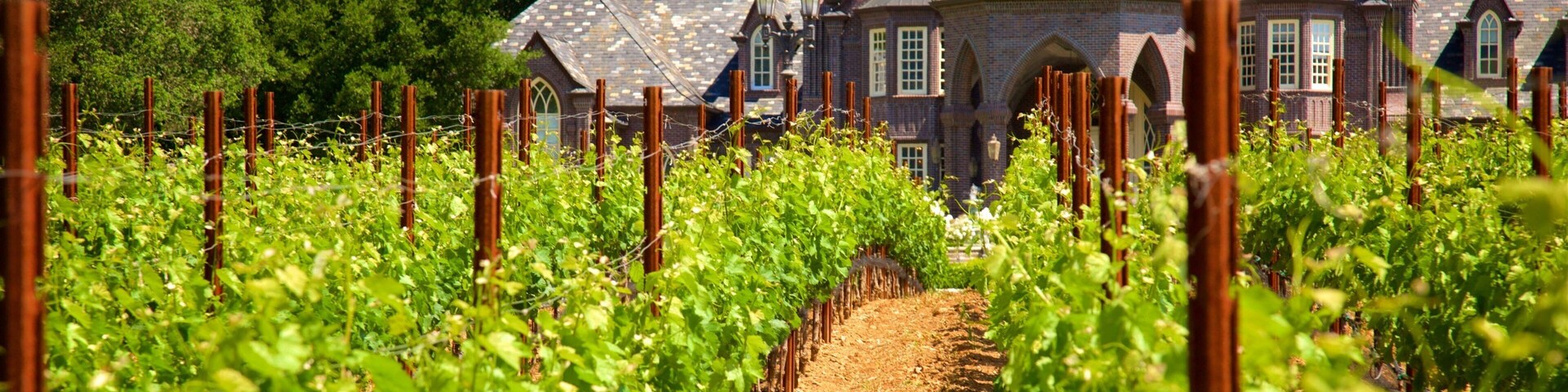 Ledson Winery and Vineyards featuring farmland