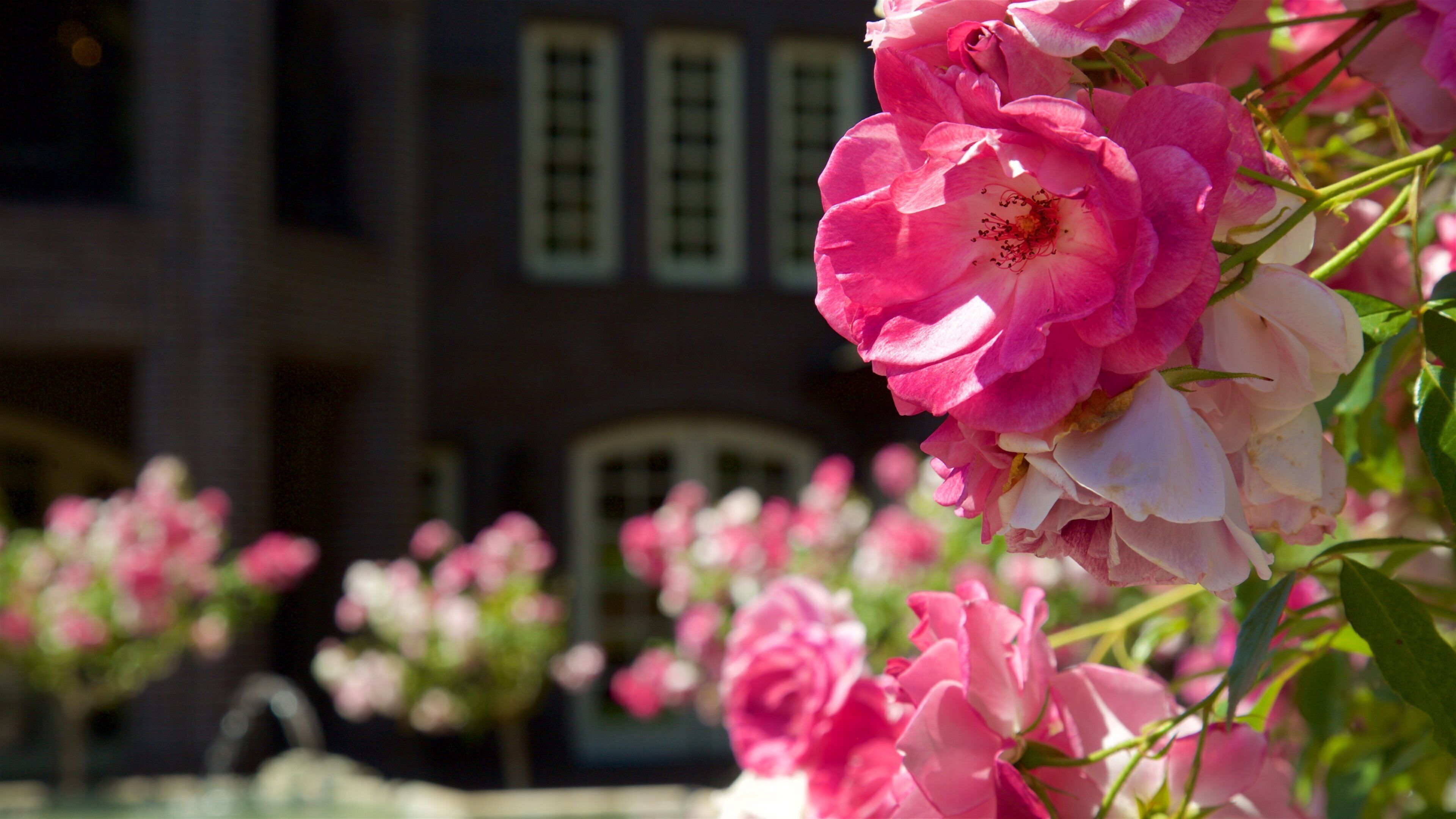 Ledson Winery and Vineyards featuring flowers