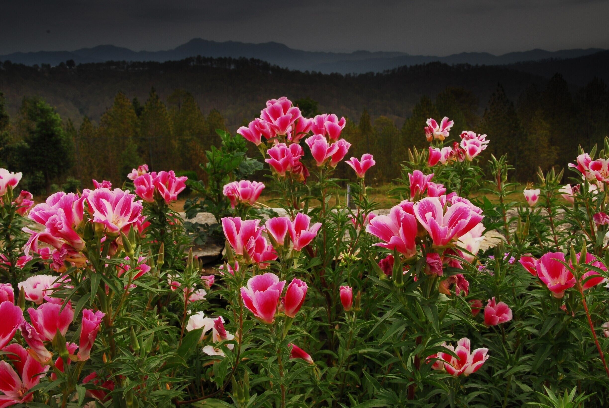 A view from Holm Farm Heritage - a lovely property in Ranikhet in Uttarakhand.