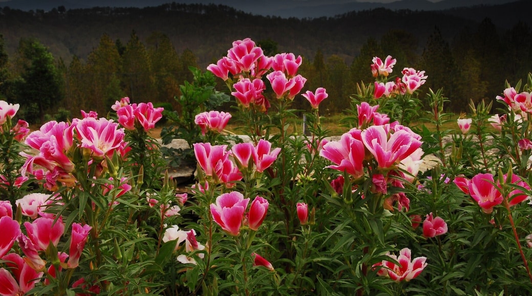 A view from Holm Farm Heritage - a lovely property in Ranikhet in Uttarakhand.