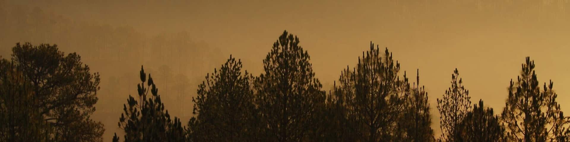 A view of ridges from Holm Farm Heritage in Ranikhet, Uttarakhand.