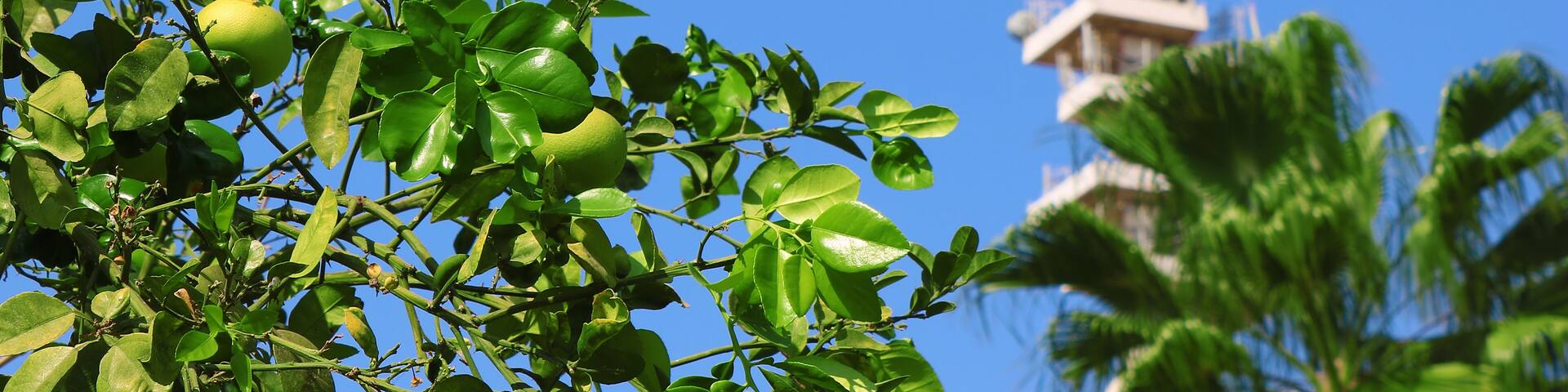 View of orange tree with green fruits and Marganit Tower as background, Tel Aviv, Istael