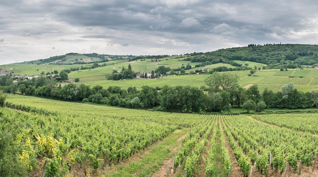 Vignoble beaujolais