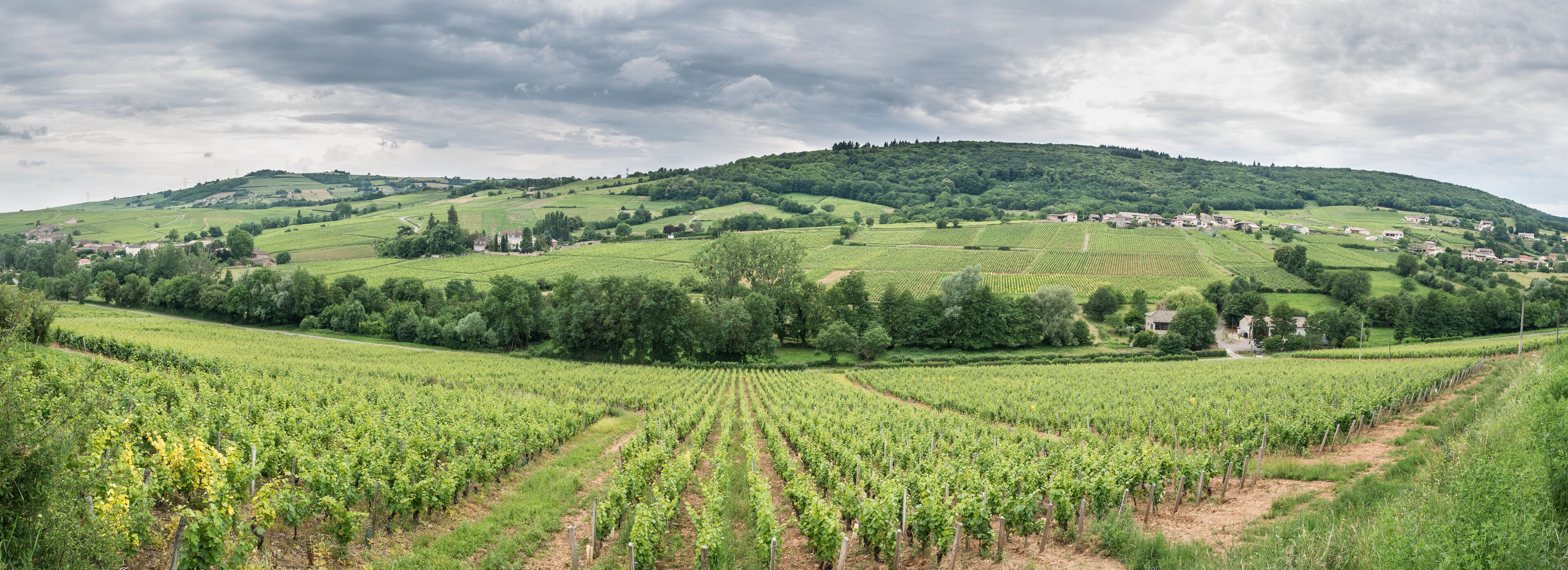 A vineyard landscape with rows of grapevines, rolling hills, and scattered houses.