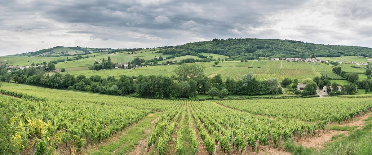 A vineyard landscape with rows of grapevines, rolling hills, and scattered houses.