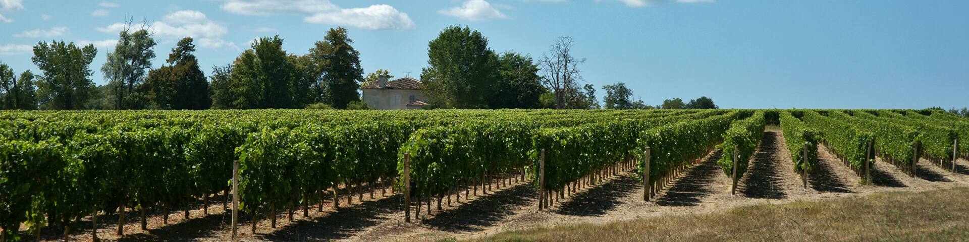 Lignes et vignes