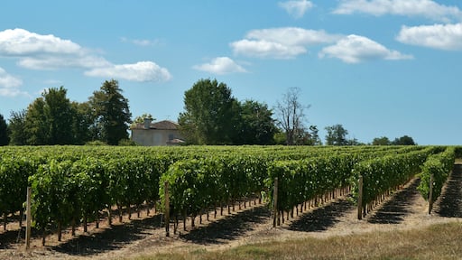 Lignes et vignes