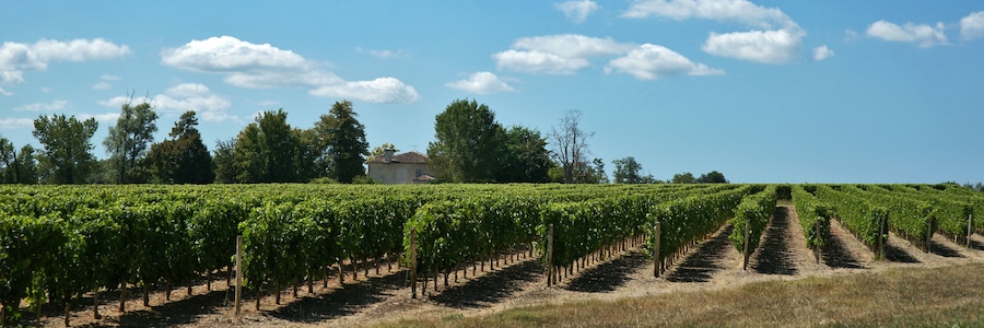 Lignes et vignes