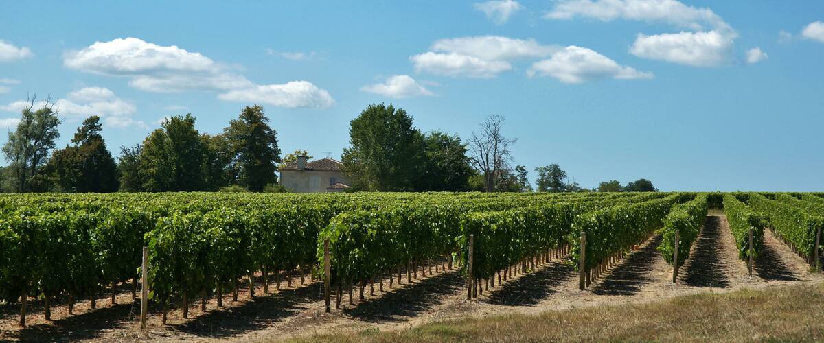 A vineyard with rows of grapevines under a clear blue sky.