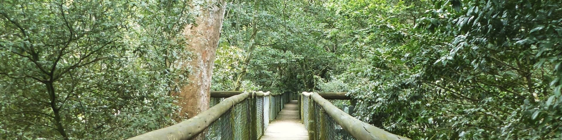 Awesome forest close to Durban with short trails and a forest boardwalk. #forest #boardwalk #nature
