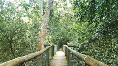 Awesome forest close to Durban with short trails and a forest boardwalk. #forest #boardwalk #nature