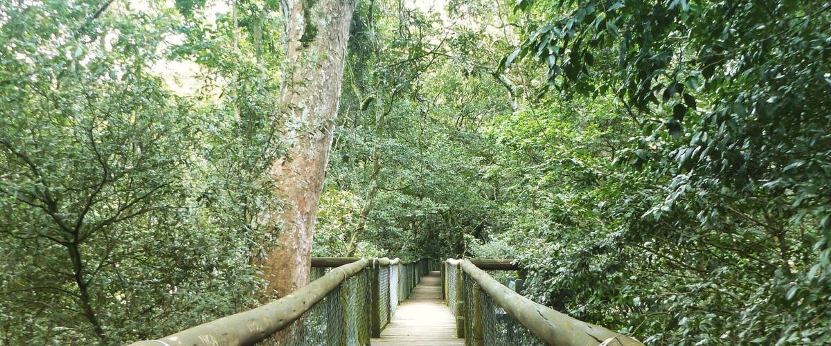 A wooden bridge surrounded by dense green foliage.