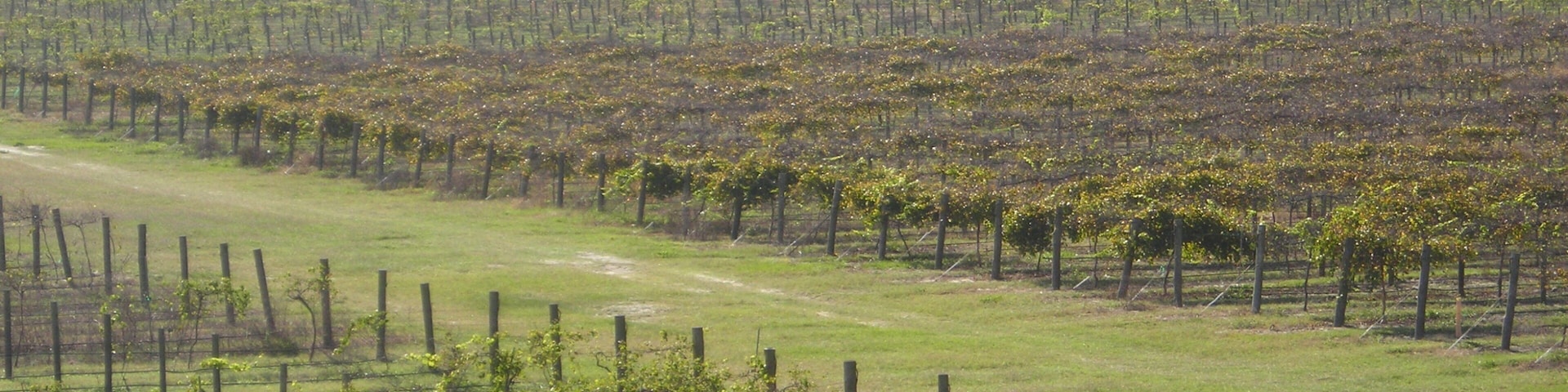 Orlando mostrando granja