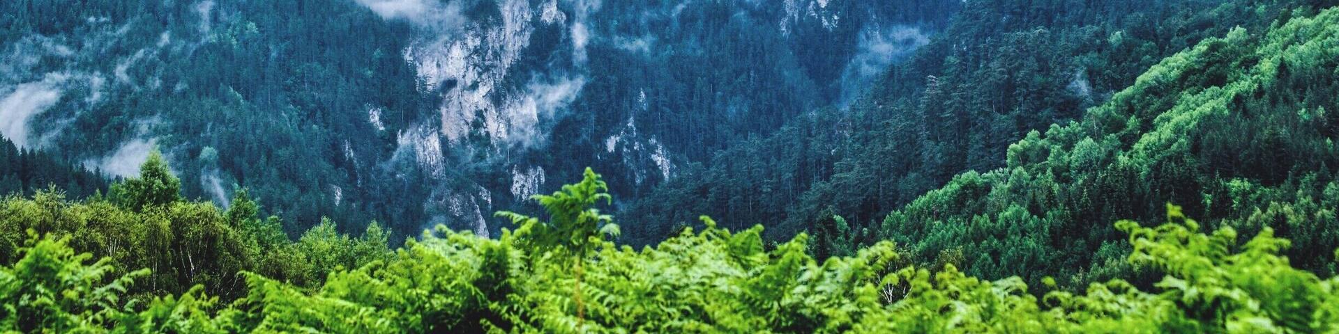 A forested mountain range with dense trees and mist-covered peaks.