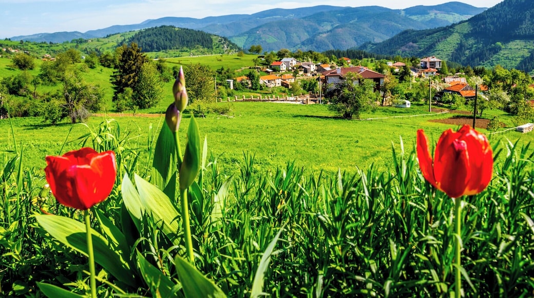 Near Gela village, Rhodope Mountains. #Bulgaria #mountain