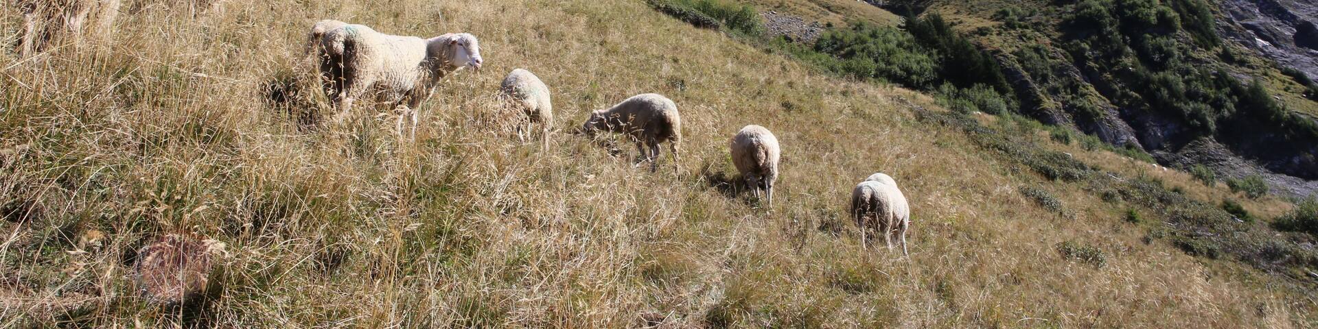 Sheeps below Dents du Midi