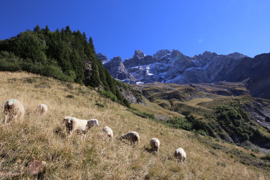 Un paisaje montañoso con ovejas pastando, picos nevados y bosques densos.